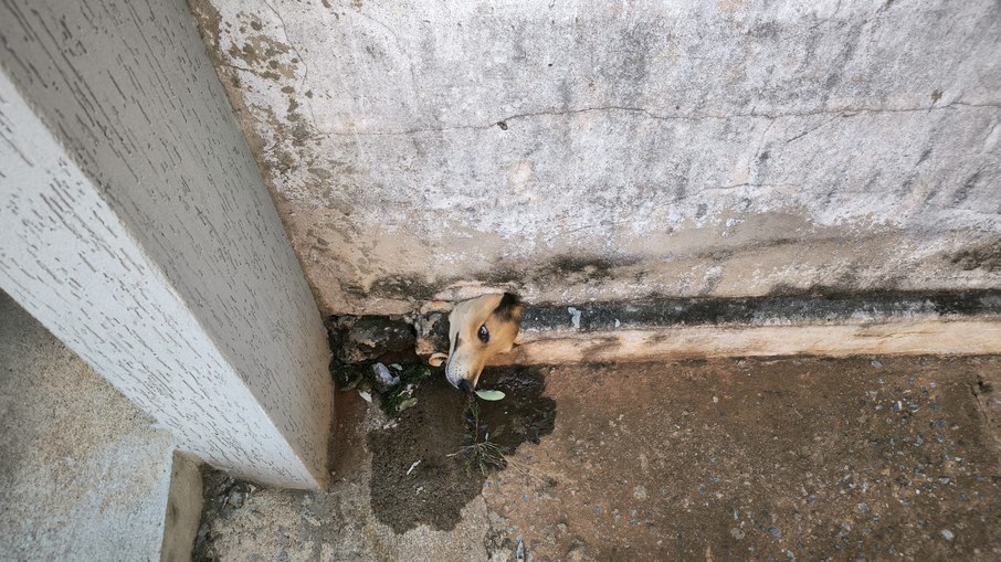 Em Goiás, bombeiros resgatam cachorro preso em cano Em Goiás, bombeiros resgatam cachorro preso em cano
