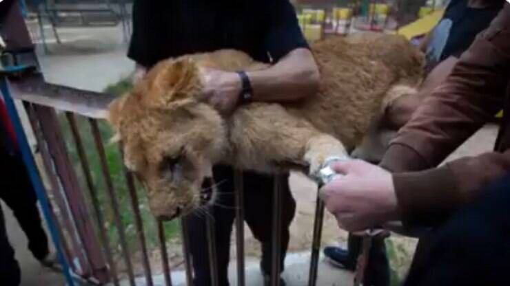 Zoológico corta garras de leoa para que visitantes possam brincar com ela