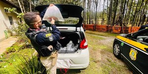 PRF flagra carro com 21 arraias no porta-malas na Dutra, no RJ