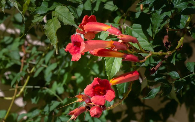 5 plantas fáceis de cuidar para ter em casa