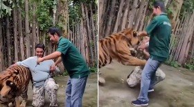 Animal azul gigante surge em caverna após 150 anos sumido