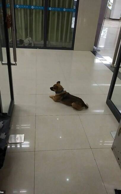 Cão esperou dono que morreu da Covid-19 por 3 meses em hospital de Wuhan