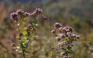 DF tem queda recorde de 95% no desmatamento do Cerrado em 2024