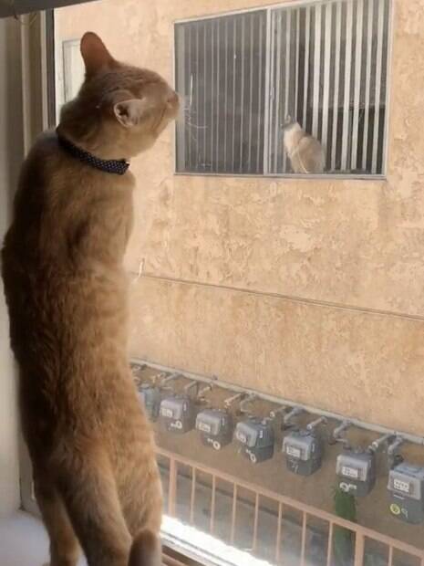 gato olhando pela janela