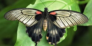 Borboleta nasce metade macho e metade fêmea