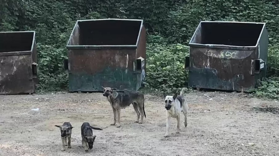 Família de cachorros havia sido abandonada em um lixão público 