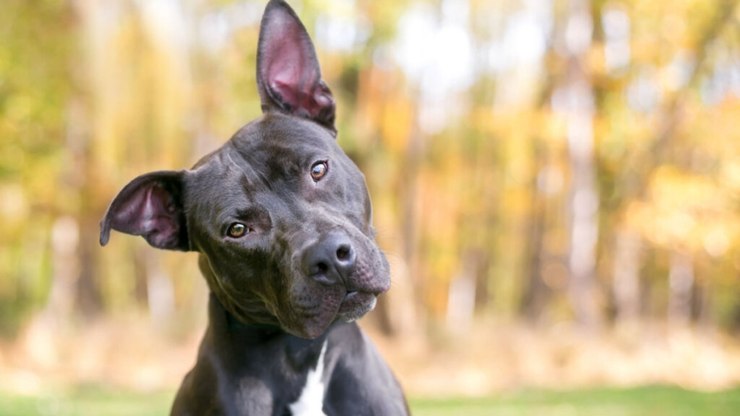 6 curiosidades sobre as orelhas dos cachorros