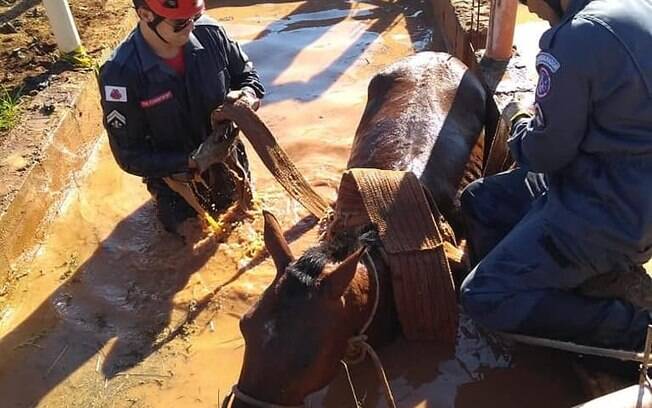 Cavalo é socorrido por bombeiros após tragédia com desabamento da barragem da Vale