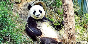 Panda encanta a web ao se divertir com patos de banho