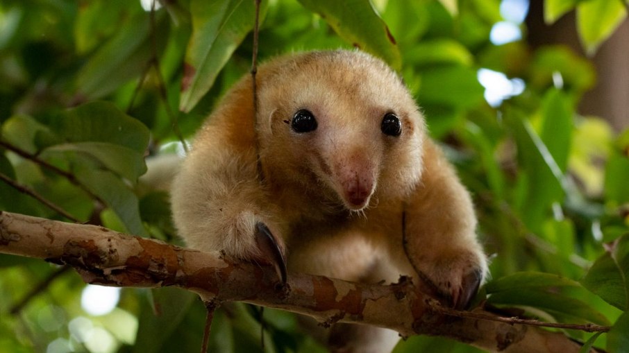 O menor Tamanduá do mundo agora está no zoológico de Itatiba (SP)