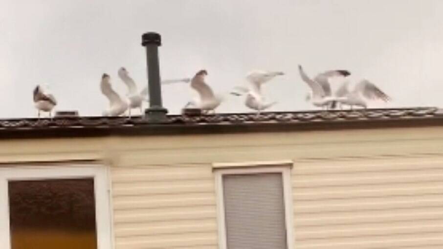 Como vingança, Heather atraiu gaivotas para acordar vizinhos