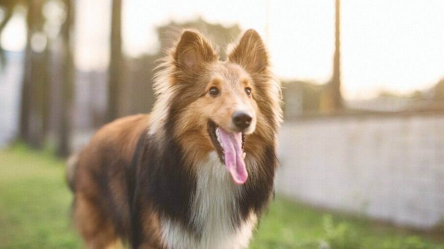 Os Collies têm um temperamento dócil e sensível, são ótimos animais de companhia e se dão bem com pessoas de todas as idades