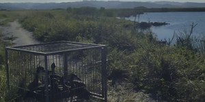 VÍDEO: marrecos salvos em fevereiro na BR-101 retornam à natureza