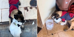 Cachorro fica eufórico ao reencontrar sua irmã gata