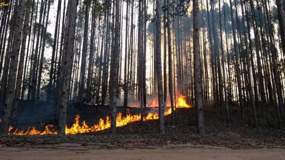 Incêndio em floresta de eucalipto