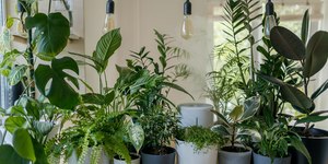 Quantas plantas são necessárias para melhorar o ar do quarto?