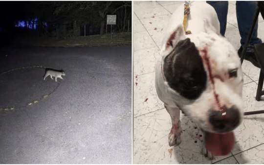 Dona de pitbull atacado por onça usa som alto para afastar animal