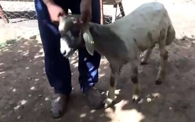 Na Turquia, uma ovelha mutante tem uma boca – com dentes e saliva –, crescendo em sua orelha
