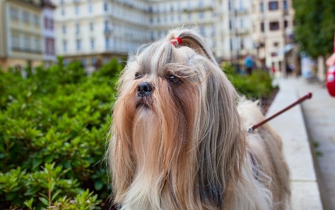 5 raças de cachorro peludo muito fofas e populares
