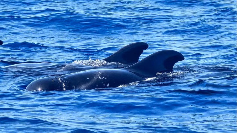 Avistamento de baleiras no passeio de barco Viking na Costa Sul de Tenerife, Espanha