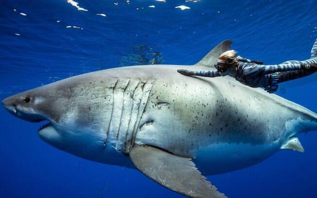 Apesar da quantidade de ataques, poucas pessoas são mortes por tubarões.