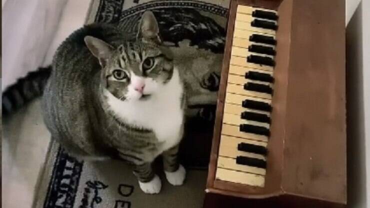 O gatinho Bento, do meme do 'Keyboard Cat', morreu