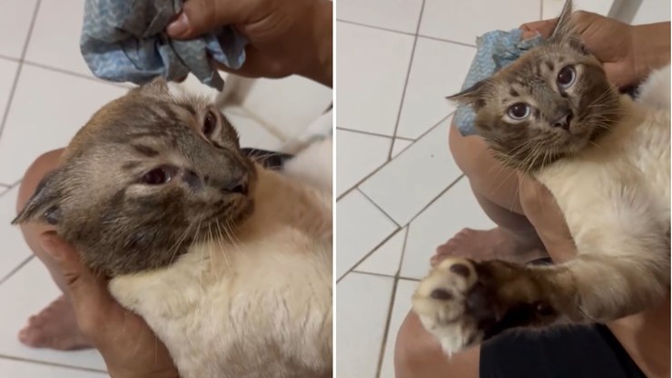 Gatinho%20apronta%20na%20rua%20e%20volta%20para%20casa%20banhado%20de%20graxa