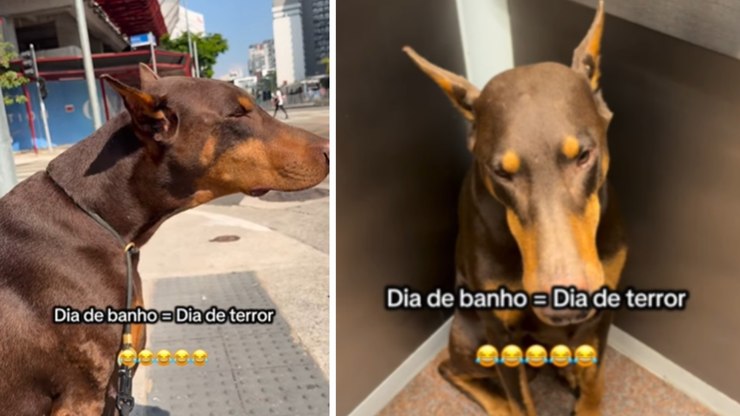 Doberman treme ao ouvir a palavra "banho"
