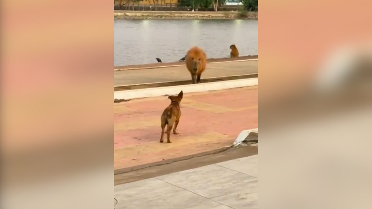 Cachorro caramelo brinca de 'pega-pega' com capivara em Cuiabá Cachorro caramelo brinca de 'pega-pega' com capivara em Cuiabá