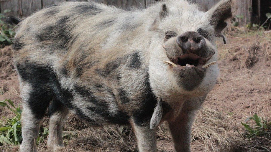 Kunekune adulto com uma borla