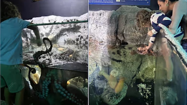 Polvo ataca menino de 6 anos em aquário interativo do Texas