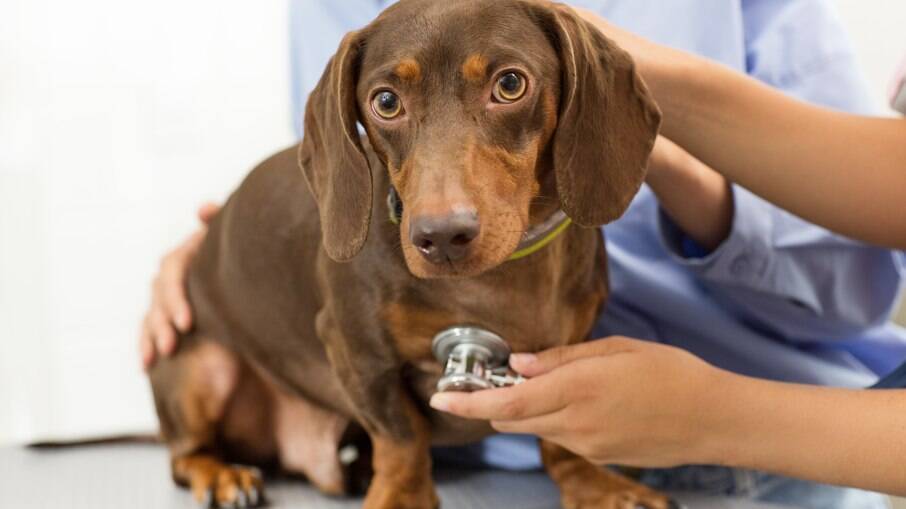 O sopro no coração é identificado na maior parte dos casos quando o cão está sendo auscultado pelo médico-veterinário