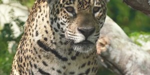 Ataque de onça a humano é de exceção extrema, dizem especialistas