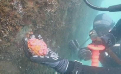 Pesquisadores arrancam coral que invadiu o litoral brasileiro