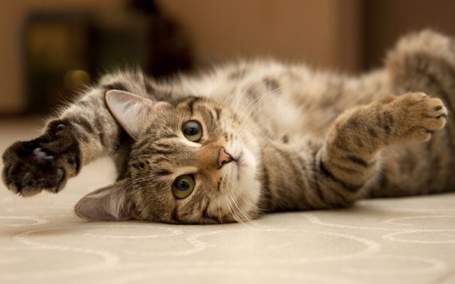 10 curiosidades sobre as patas dos gatos