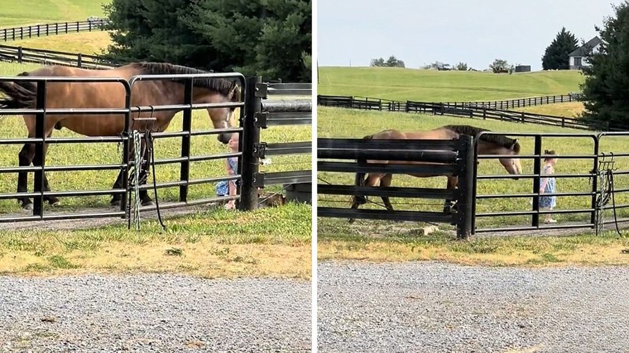 Vídeo mostra reação emocionante de cavalo ao ver menina atravessar cerca Vídeo mostra reação emocionante de cavalo ao ver menina atravessar cerca