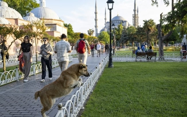 Um cachorro de rua em frente à Mesquita Azul, em Istambul, em 29 de maio de 2024