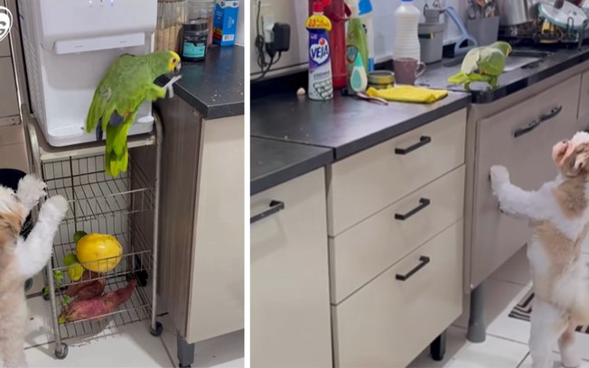<div>Cachorro tenta "vigiar" periquito bagunceiro na cozinha</div> Cwdma62orhst2j65rbehzlh5t