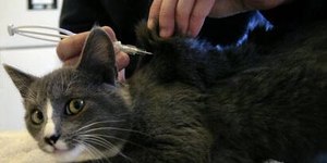 Saiba como funciona e a importância da implantação de microchips em cães e gatos