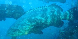 Cardume de peixe gigante raro é flagrado no Nordeste
