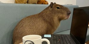 Café em Tóquio permite interação com capivaras