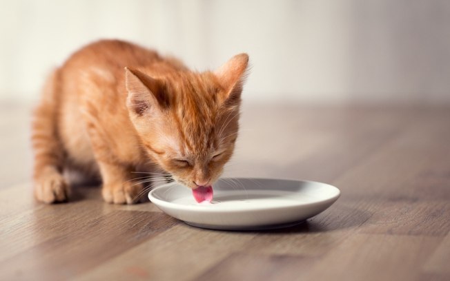 Gato pode comer mingau? Saiba o que dizem os especialistas