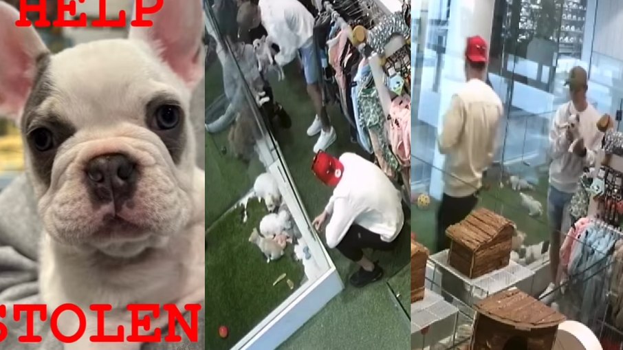 Homens furtam filhote de Buldogue Francês em pet shop na Austrália