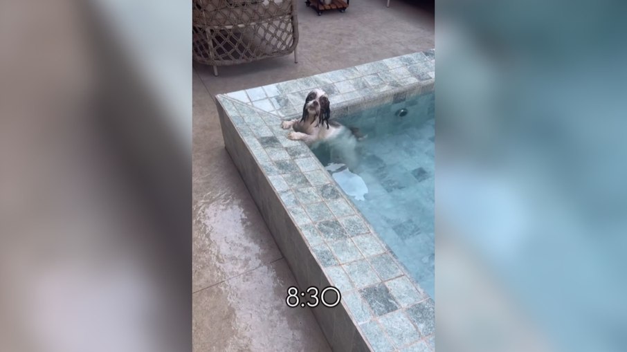 Cachorrinha é flagrada curtindo piscina logo pela manhã Cachorrinha é flagrada curtindo piscina logo pela manhã