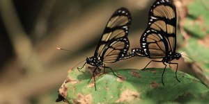 10 bons motivos para você visitar a querida Campos do Jordão