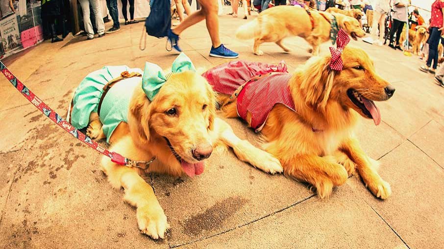 Cachorros ganham fantasias especiais para festa