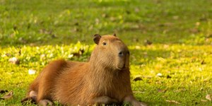 Capivara assusta banhistas ao se refrescar em piscina de clube na Argentina