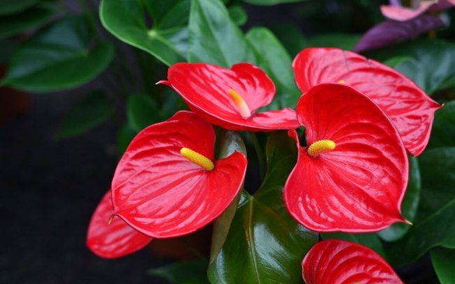 3 flores para decorar a casa na primavera