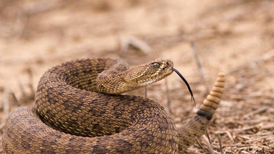 Serpente de 1,8 m com veneno mortal é encontrada em cima da cama