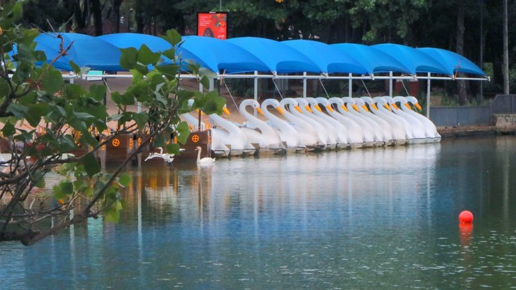 Polícia investiga sumiço de cisne branco da Lagoa do Taquaral